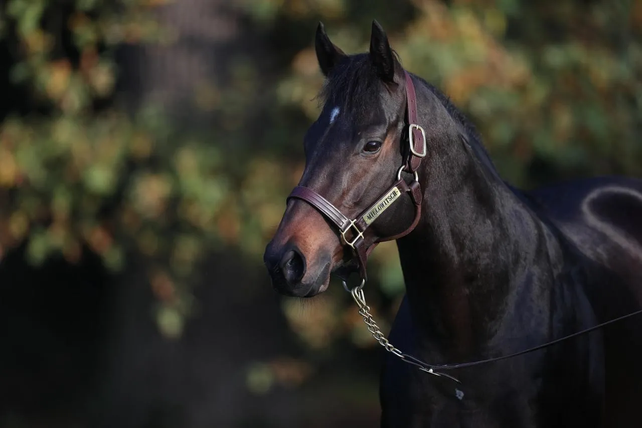 Porträt eines schwarzen Pferdes mit braunem Kopf und einem Halfter mit der Aufschrift 'WILDOWITSCH'.