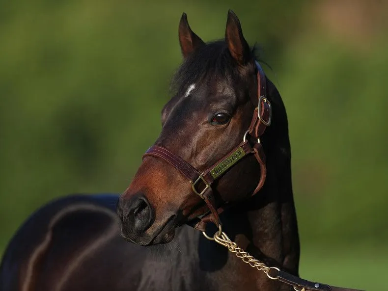 Porträt eines braunen Pferdes mit Lederhalfter vor unscharf grünem Hintergrund.