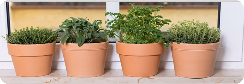 Vier verschiedene Küchenkräuter in Terrakottatöpfen auf einer Fensterbank.