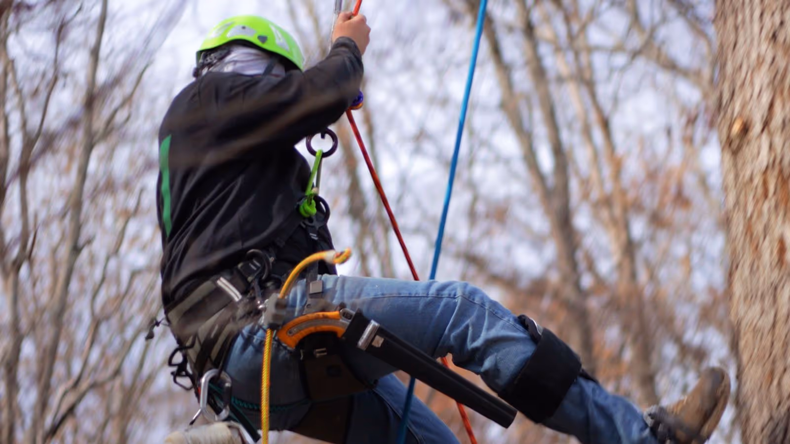 Overgrown tree trimming service near me