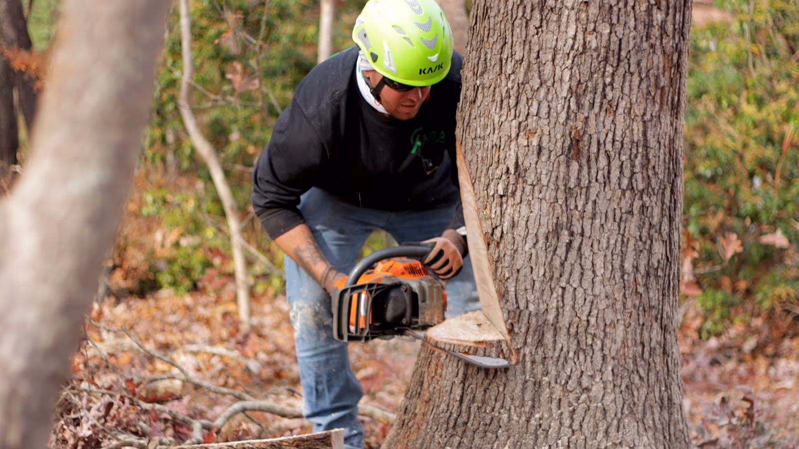 Before and after tree removal by Prime Tree and Landscape