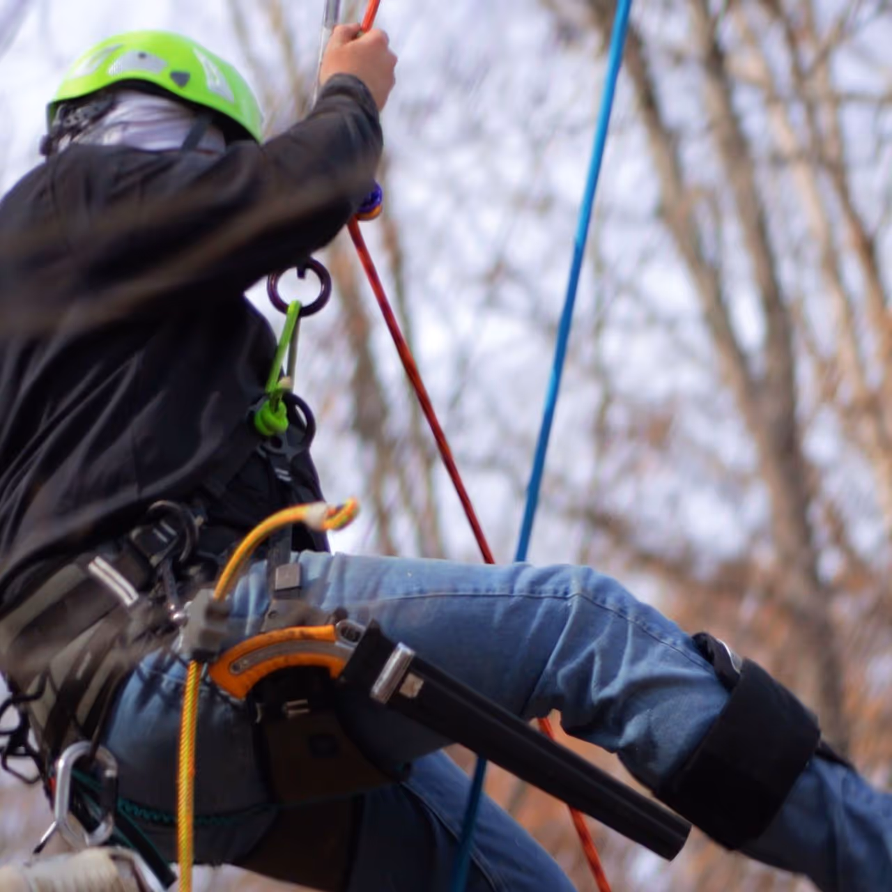 Safe tree cutting and removal by Prime Tree and Landscape