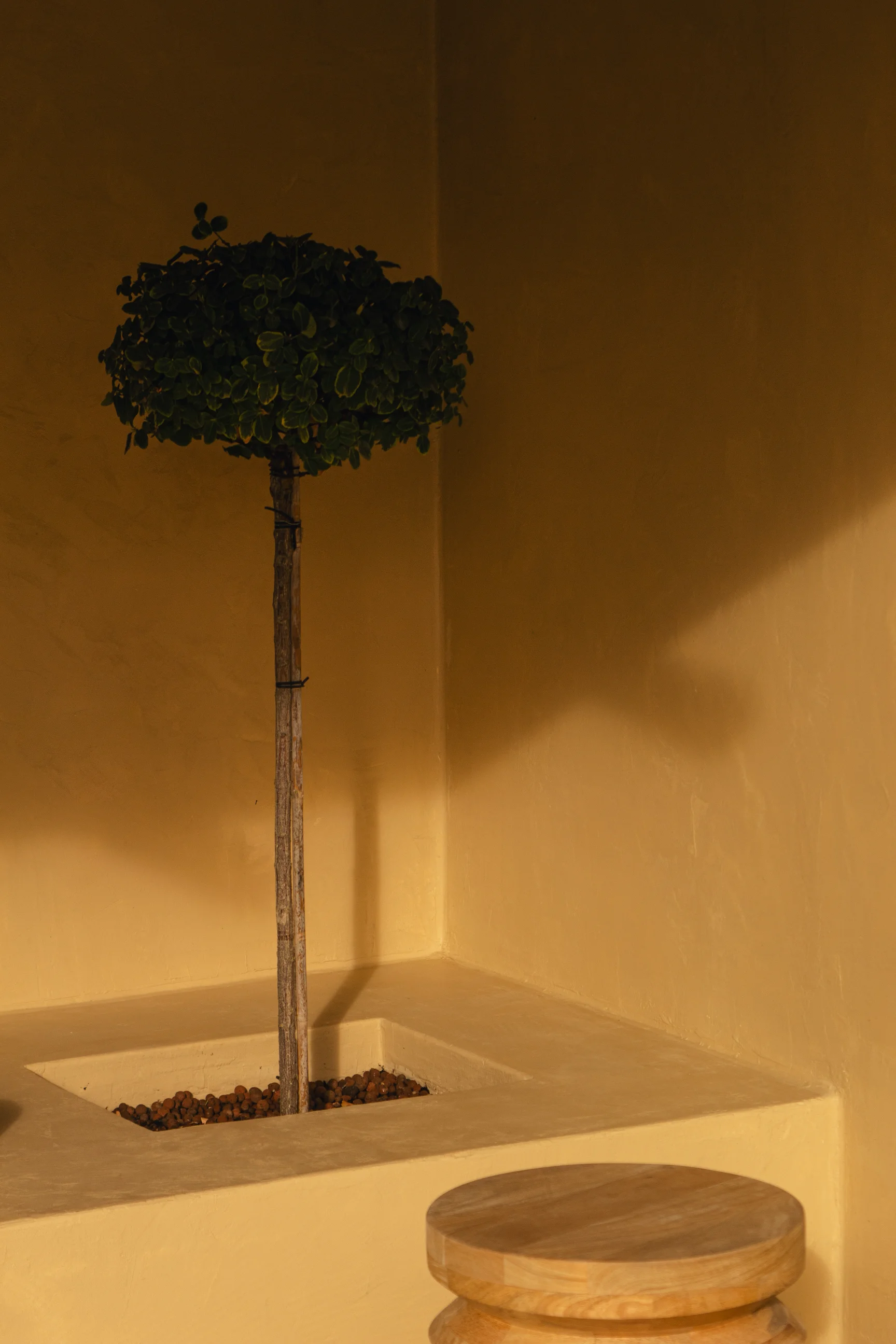 Petit arbre au feuillage taillé planté dans un coin de jardinière encastrée contre des murs de couleur ocre, avec un tabouret en bois au premier plan.
