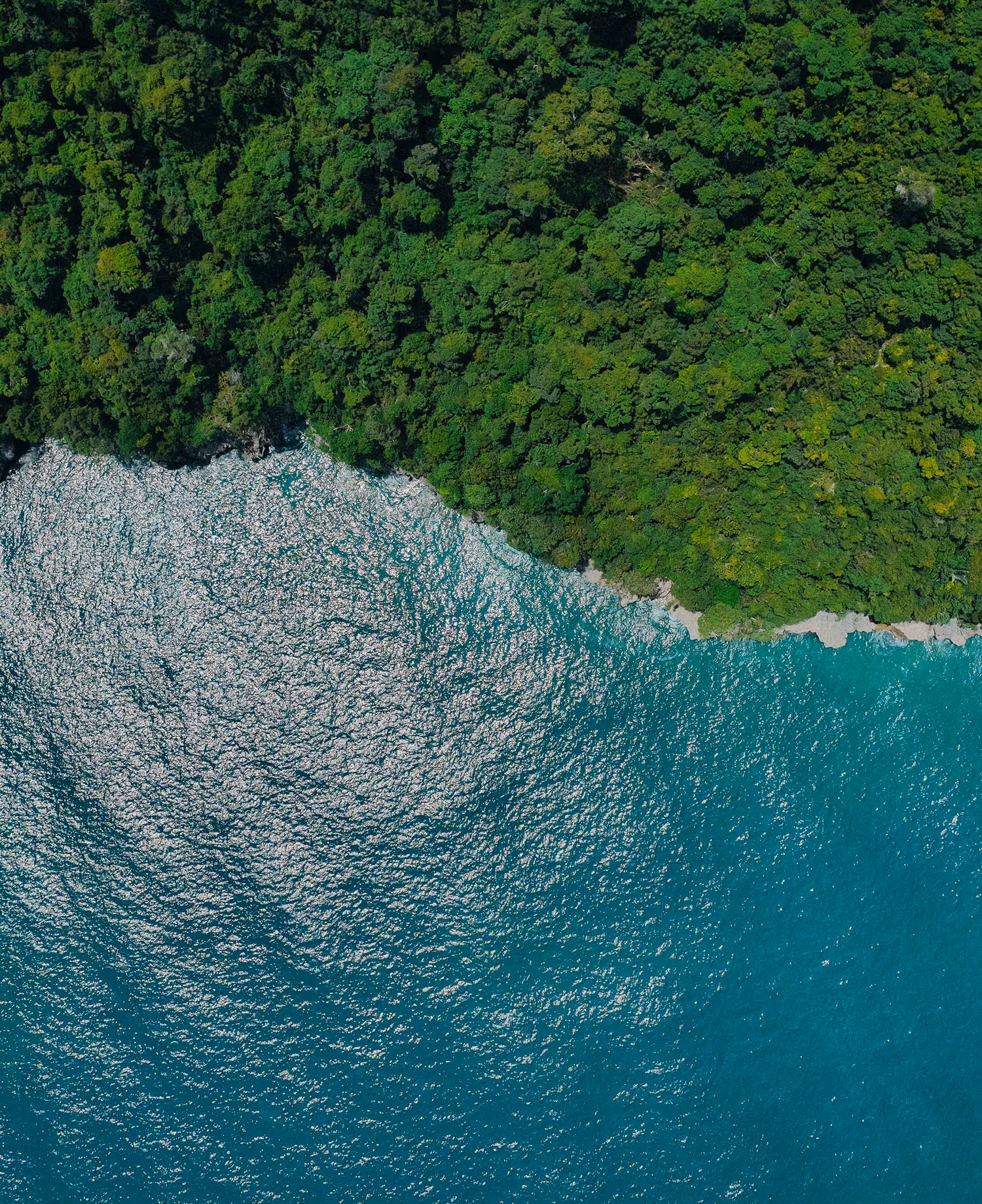 Aerial view of dense green forest bordering a shimmering blue ocean shoreline.