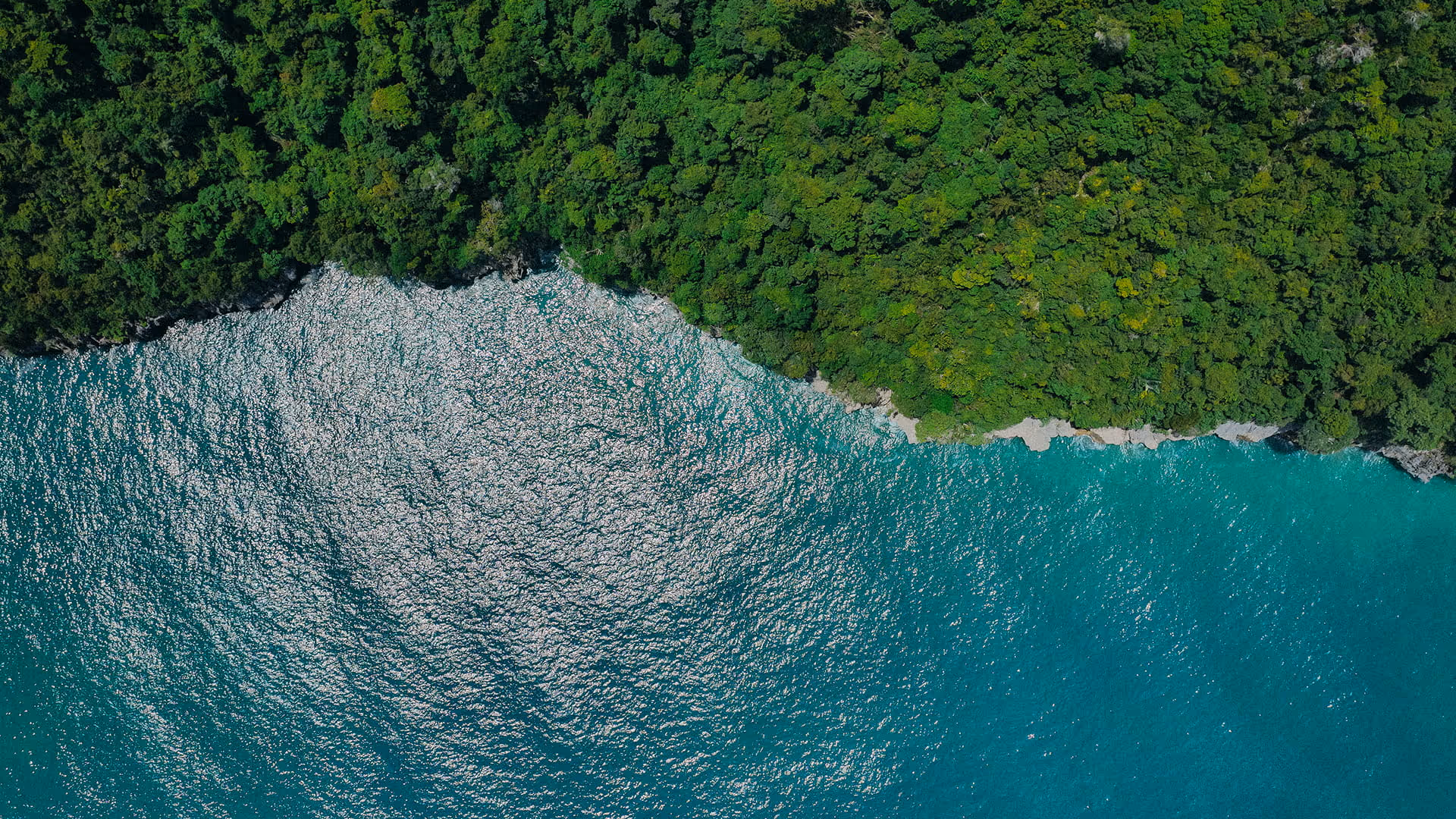 Aerial view of dense green forest along a coastline with turquoise ocean water.