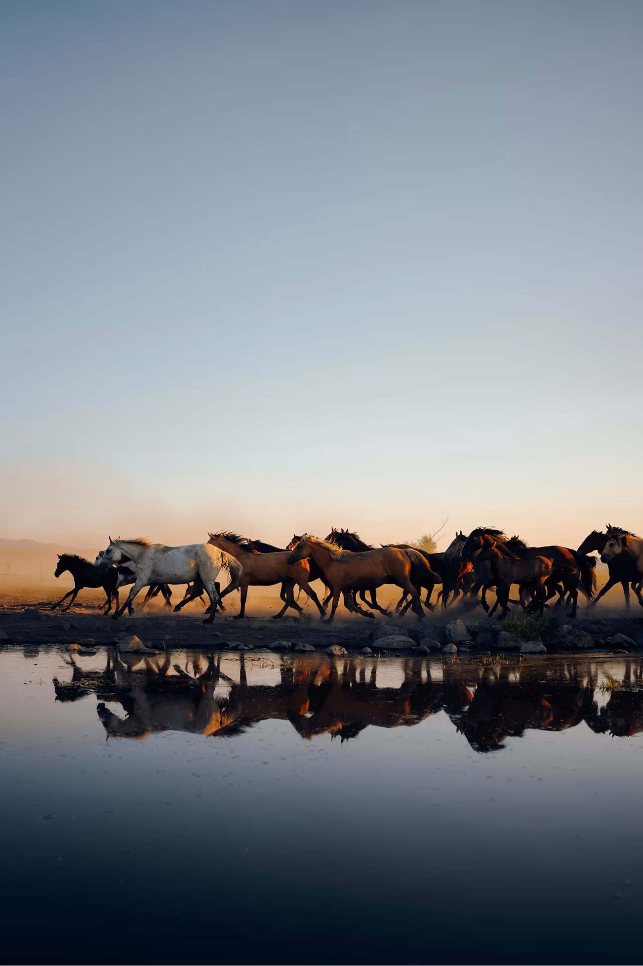 Chevaux en liberté qui court dans la nature