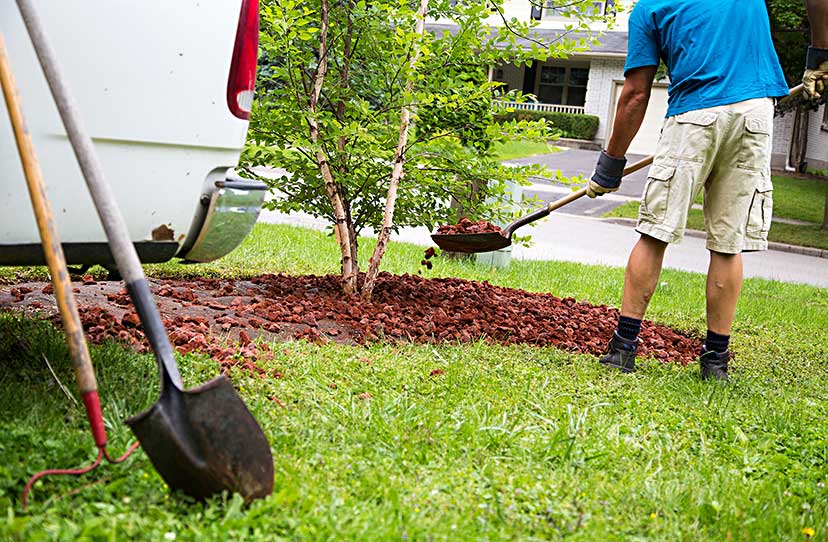 Person spreading red mulch around a small tree in a yard with gardening tools leaning against a white truck.
