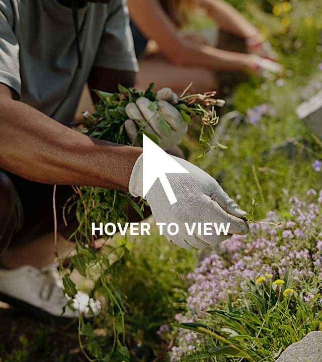 Person wearing white gloves pulling weeds from a garden bed with purple flowers.