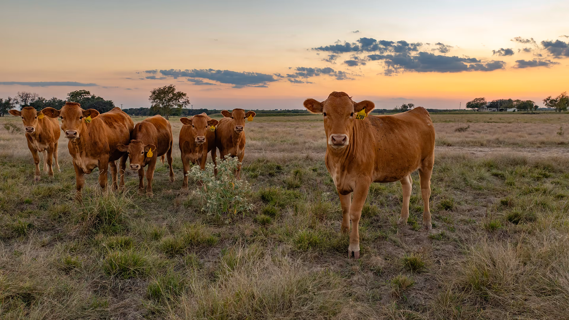 Group of six brown cows standing in a grassy field under a sunset sky.