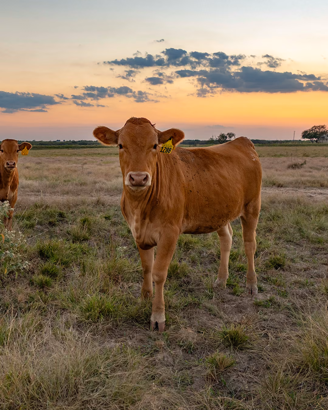 Brown cow standing in a grassy field at sunset with a cloudy sky in the background.