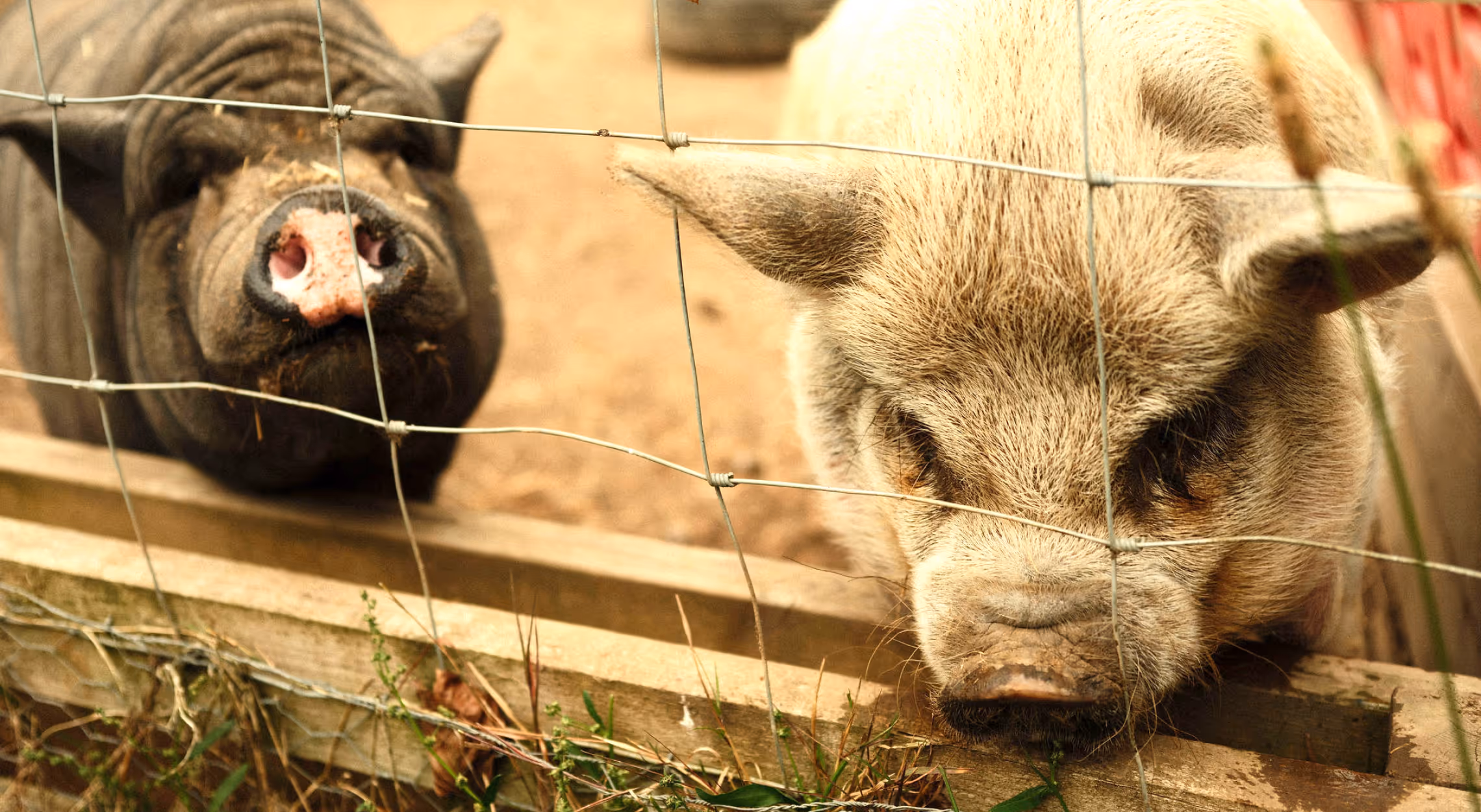Close-up of two pigs behind a wire fence, one black and one light-coloured, resting their heads on a wooden ledge.