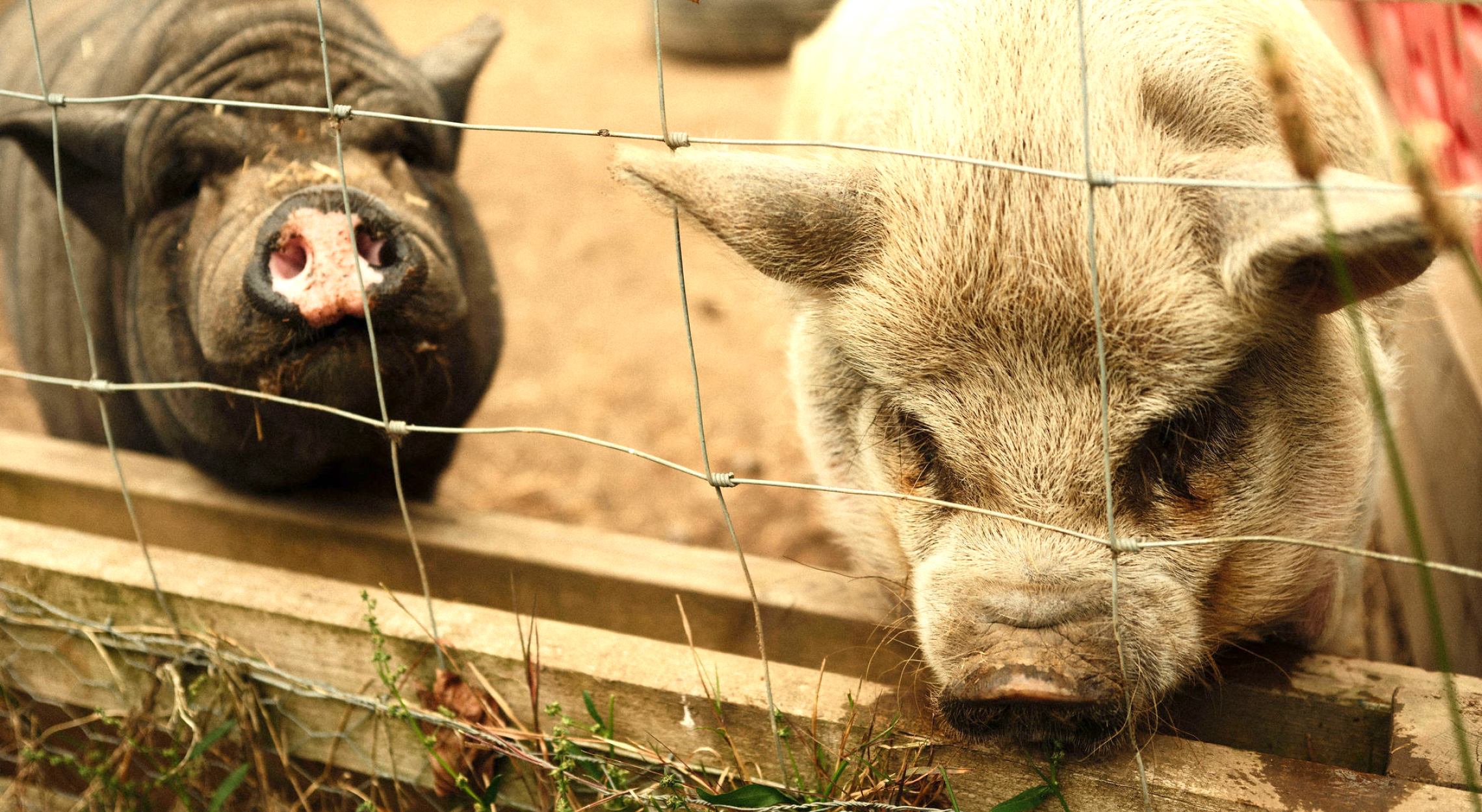 Close-up of two pigs behind a wire fence, one black and one light-coloured, resting their heads on a wooden ledge.