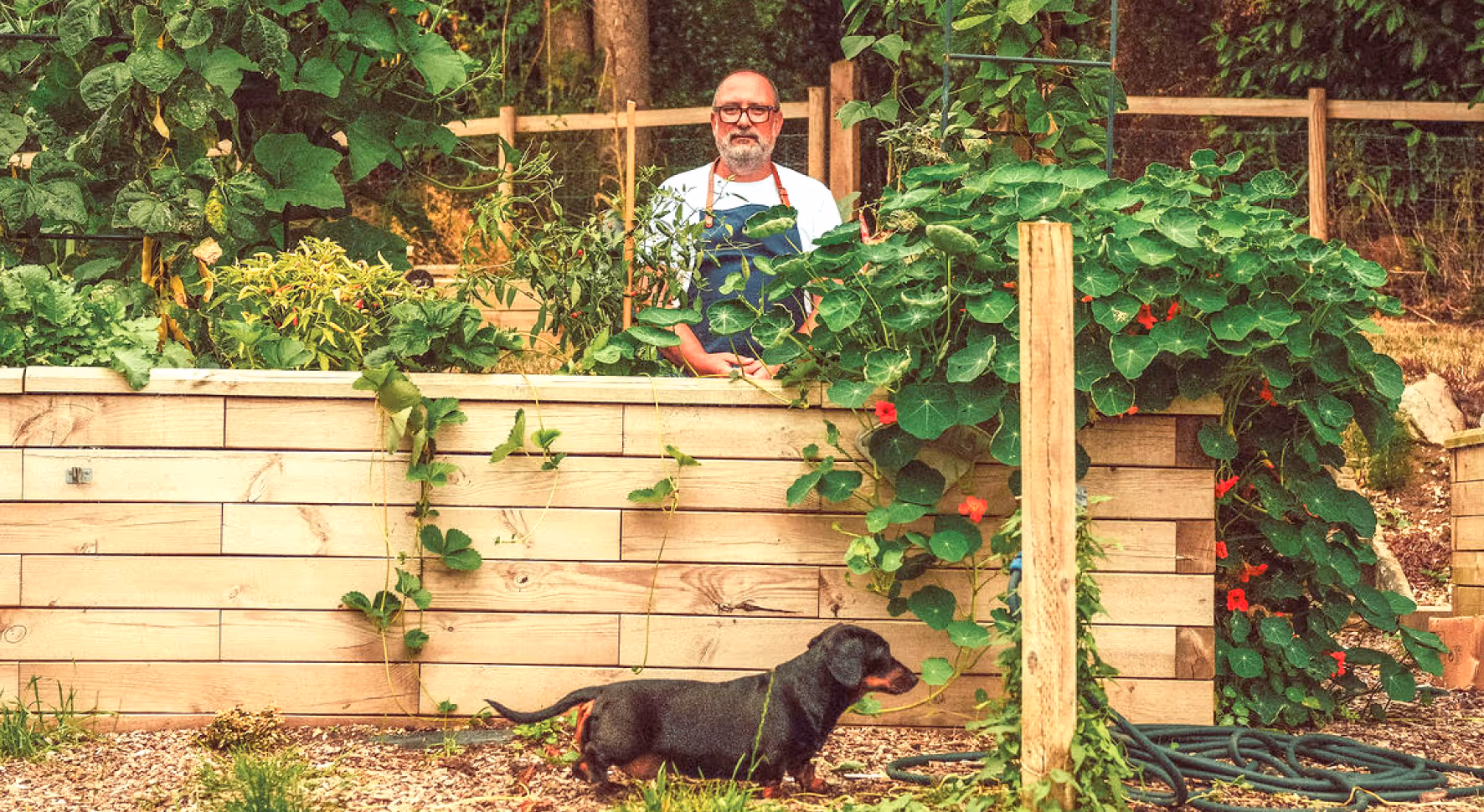 Man in apron stands behind a raised wooden garden bed with leafy plants while a black dachshund stands on gravel in front.