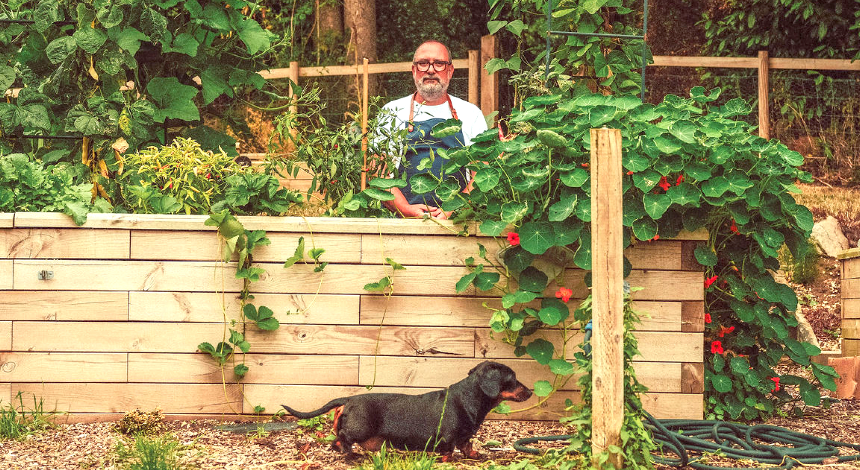 Man in apron stands behind a raised wooden garden bed with leafy plants while a black dachshund stands on gravel in front.