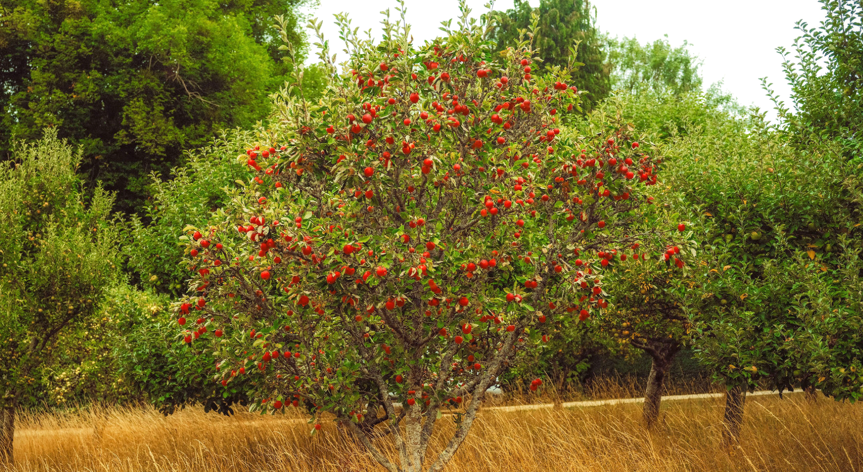 Orchard with apple trees bearing red apples and tall dry grass underneath.