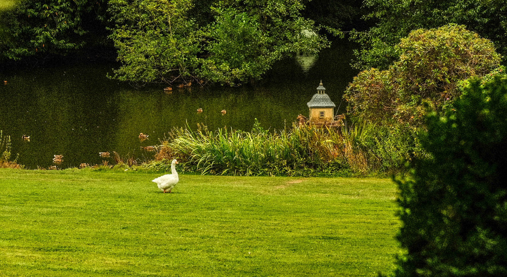 White goose standing on green grass by a pond with ducks and lush plants surrounding a small decorative house.