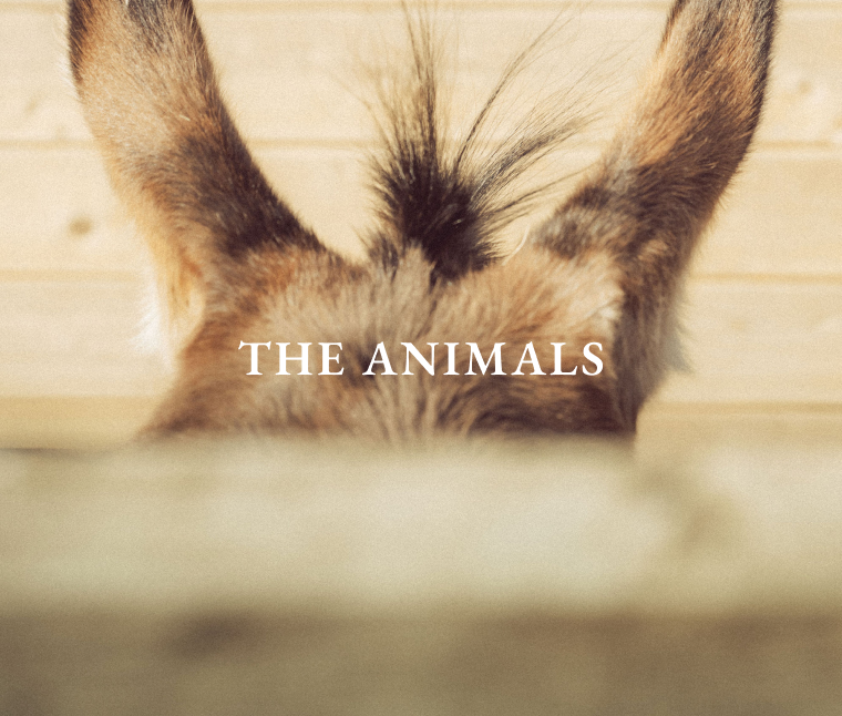 Close-up of a donkey's ears and part of its head against a wooden background with the text 'THE ANIMALS'.