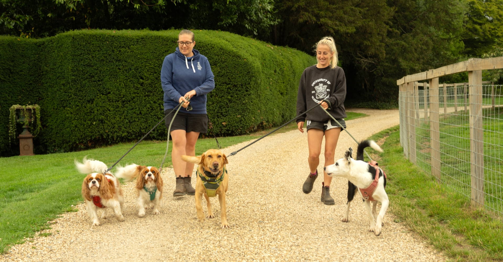 Two women walking four dogs on leashes along a gravel path with green hedges and a wooden fence nearby.