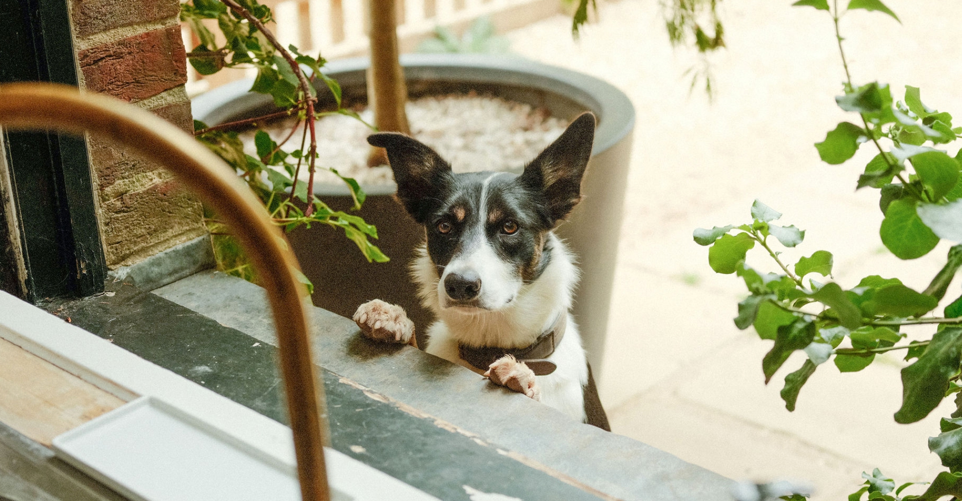Black and white dog with erect ears resting its paws on a windowsill outside, surrounded by plants.