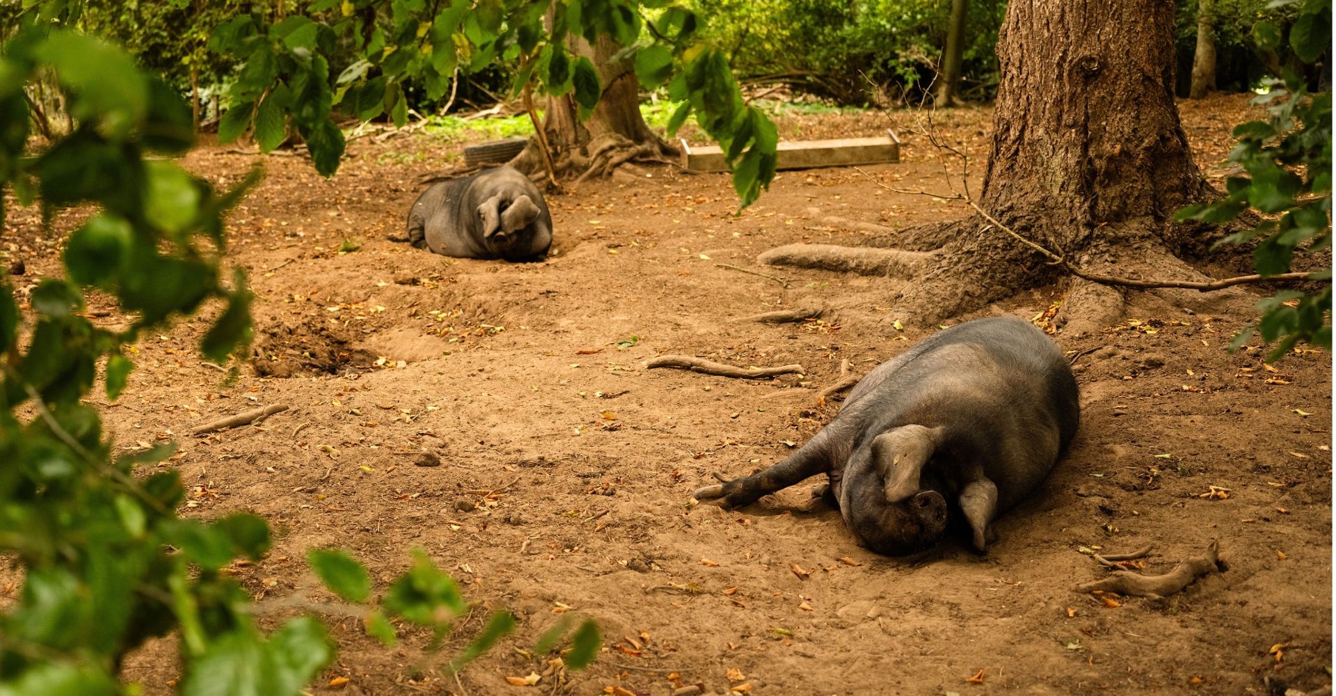 Two pigs lying down in a dirt area near a tree surrounded by green leaves.
