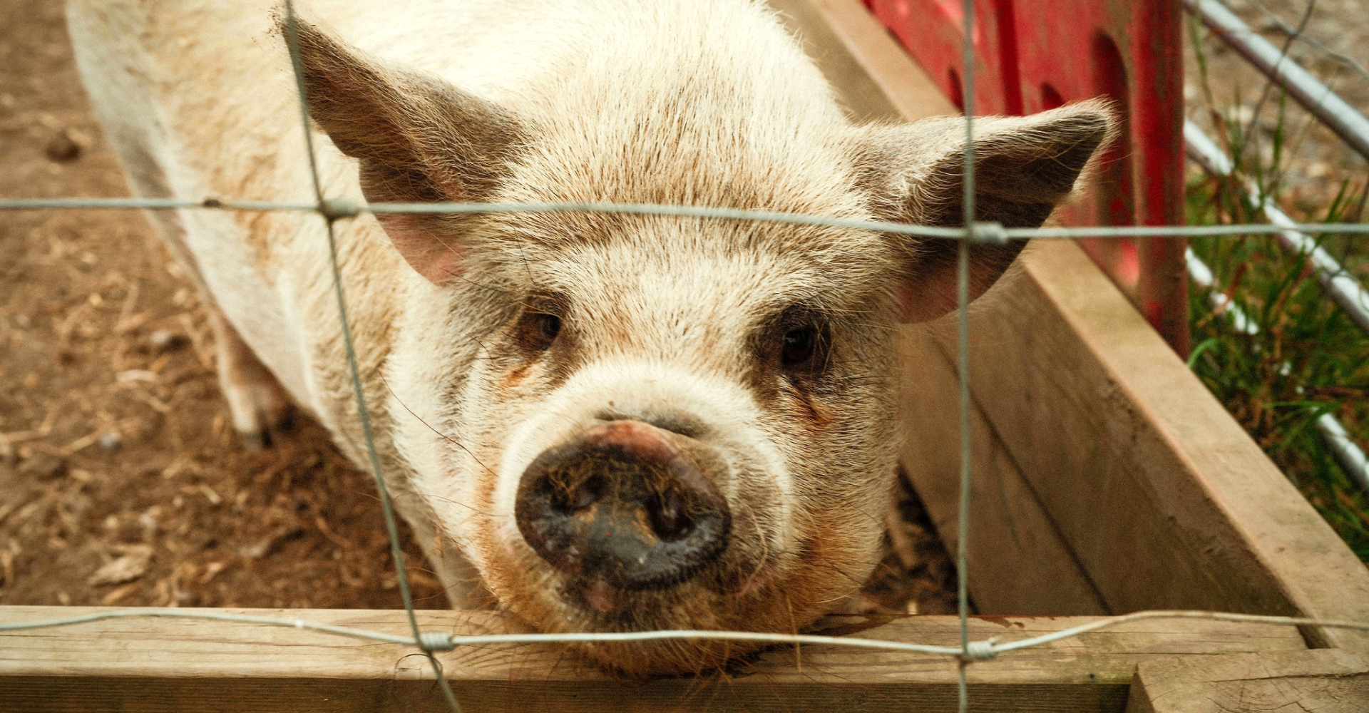 Close-up of a pig with light fur looking through a wire fence in an outdoor pen.