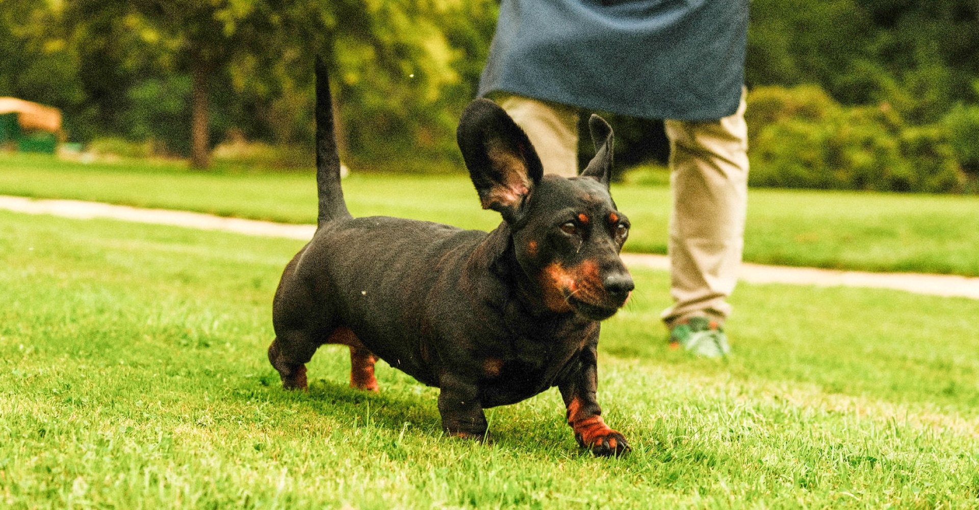 Black and tan dachshund with large upright ears walking on green grass in a park with a person in the background.