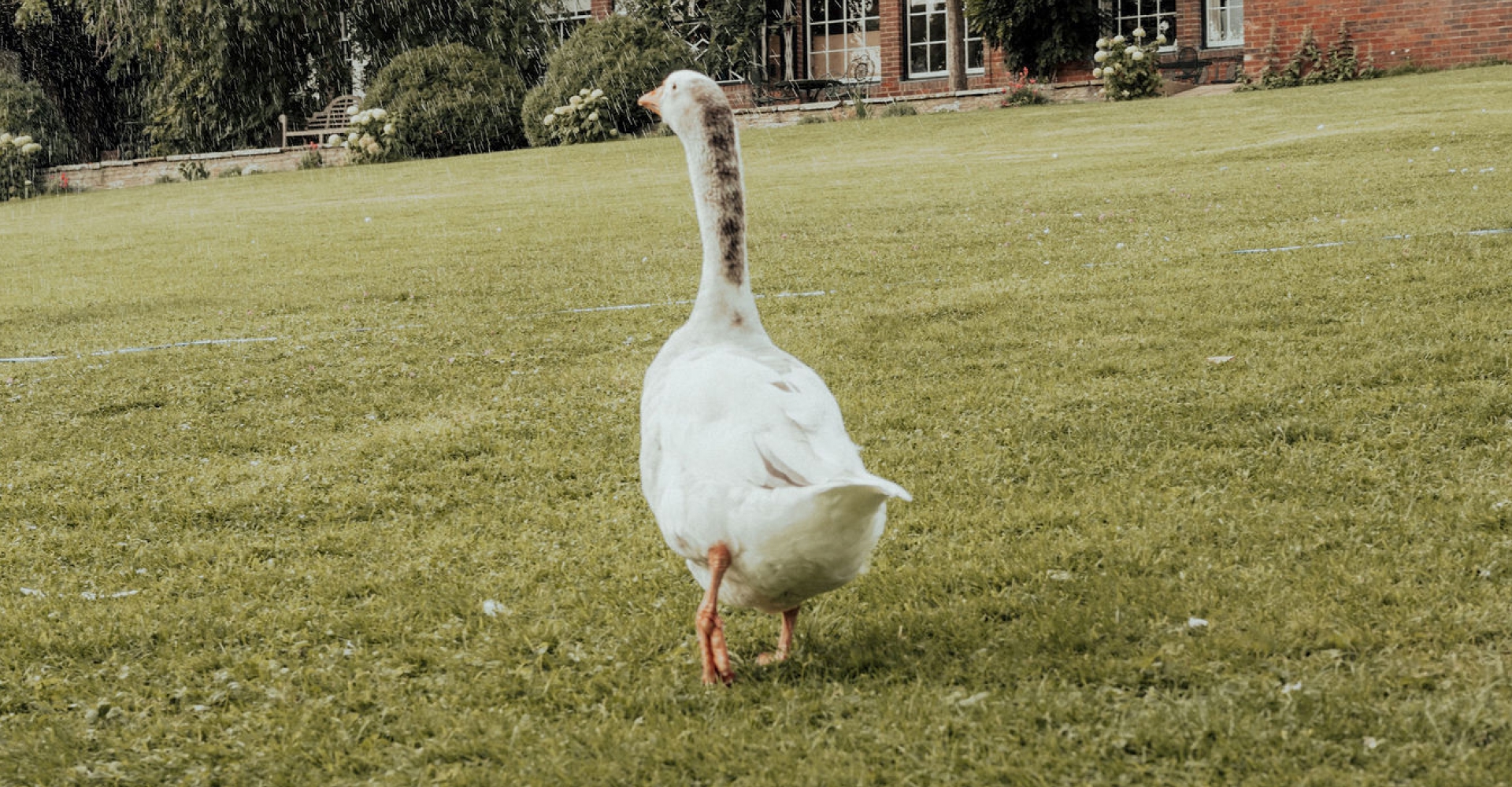 White goose walking on green grass towards a brick building under light rain.