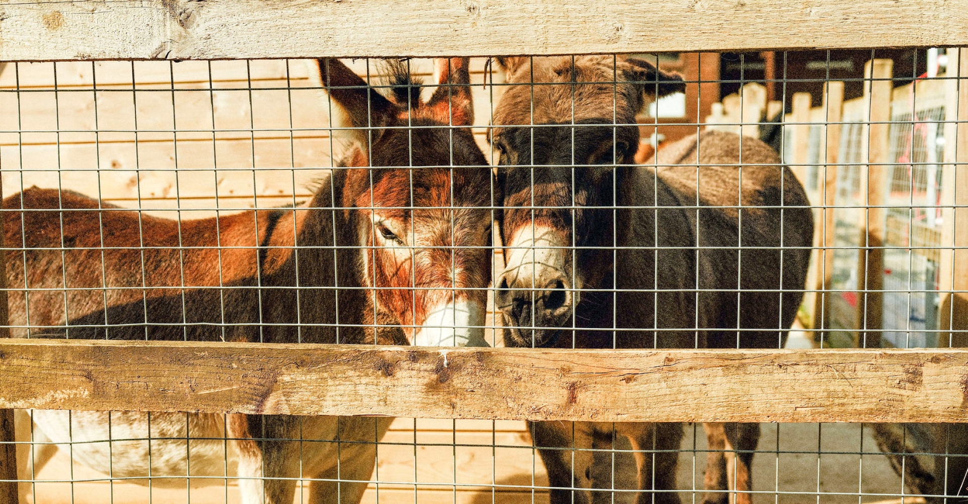 Two donkeys standing close together behind a wooden and wire fence.
