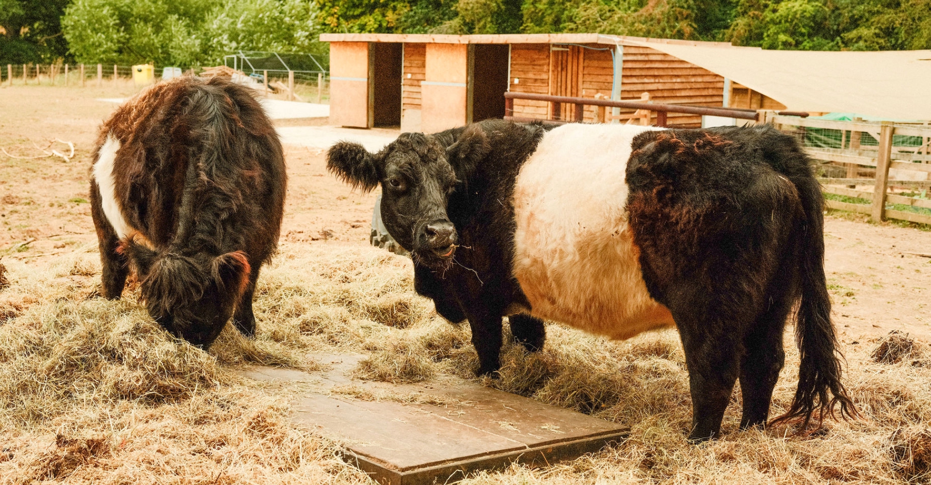 Two Belted Galloway cows with black and white coats standing in a fenced farmyard eating hay.