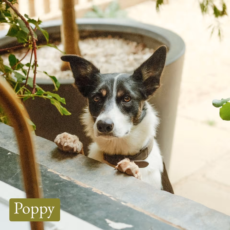 Black and white dog with large ears resting its paws on a stone ledge outdoors.