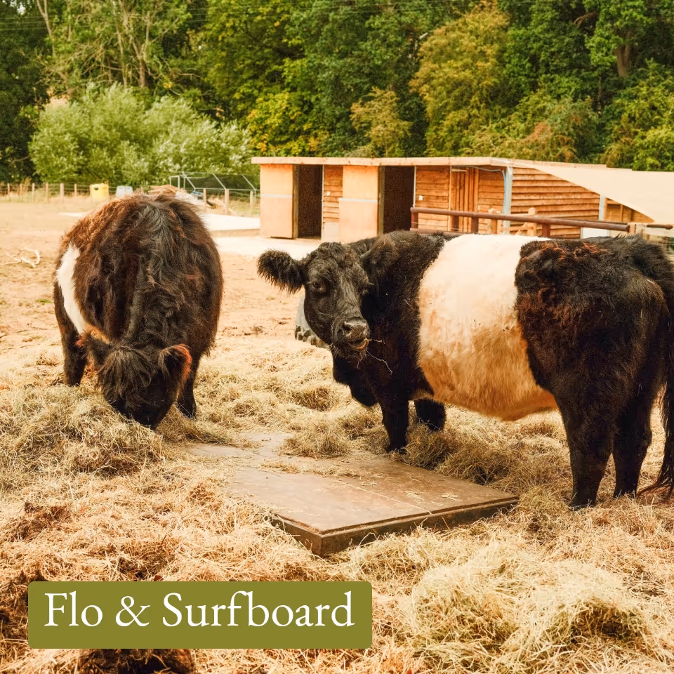 Two Belted Galloway cows with black and white coats eating hay in a fenced rural enclosure with wooden sheds and greenery in the background.