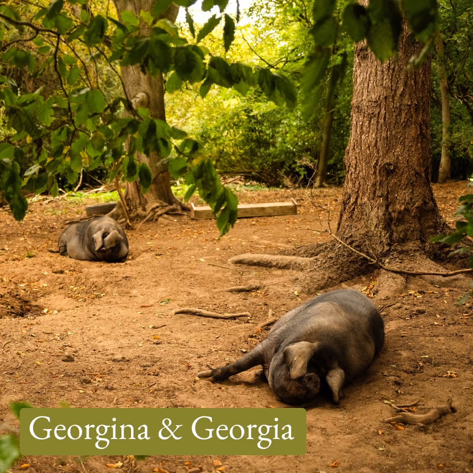 Two pigs lying on the dirt ground near trees in a wooded area.