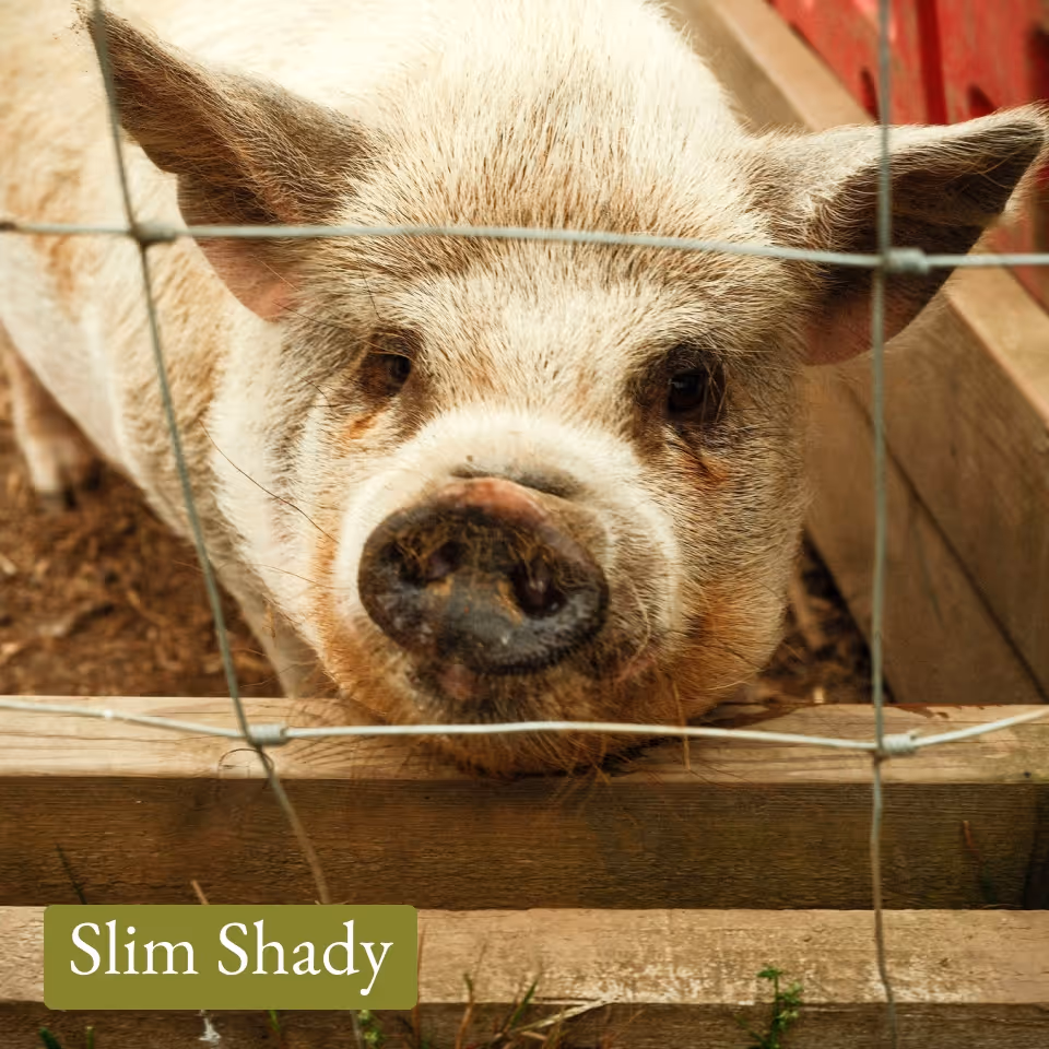Close-up of a pig with light fur behind wire fencing and wooden enclosure.