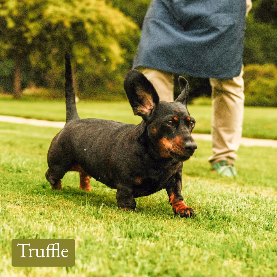Black and tan dachshund dog walking on green grass with a person standing in the background.