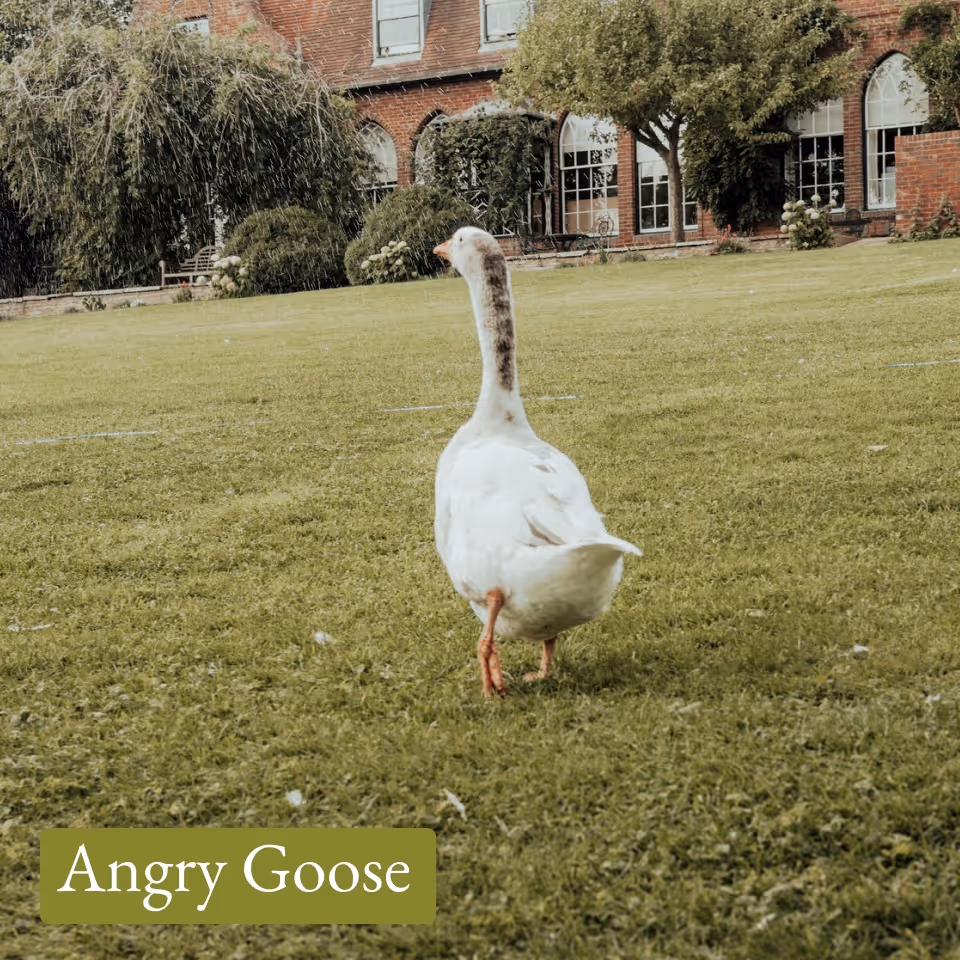 White goose with a speckled neck walking on grass towards a red brick building with arched windows.