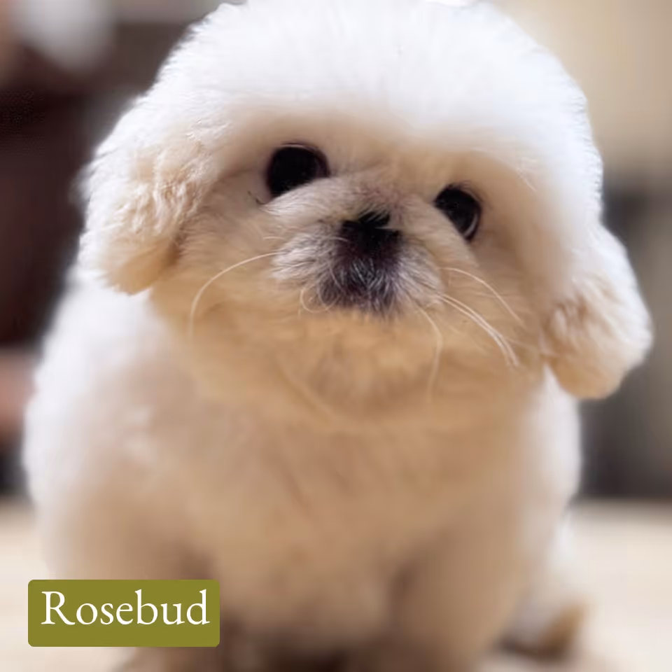 Close-up of a fluffy white puppy with round dark eyes and a black nose.