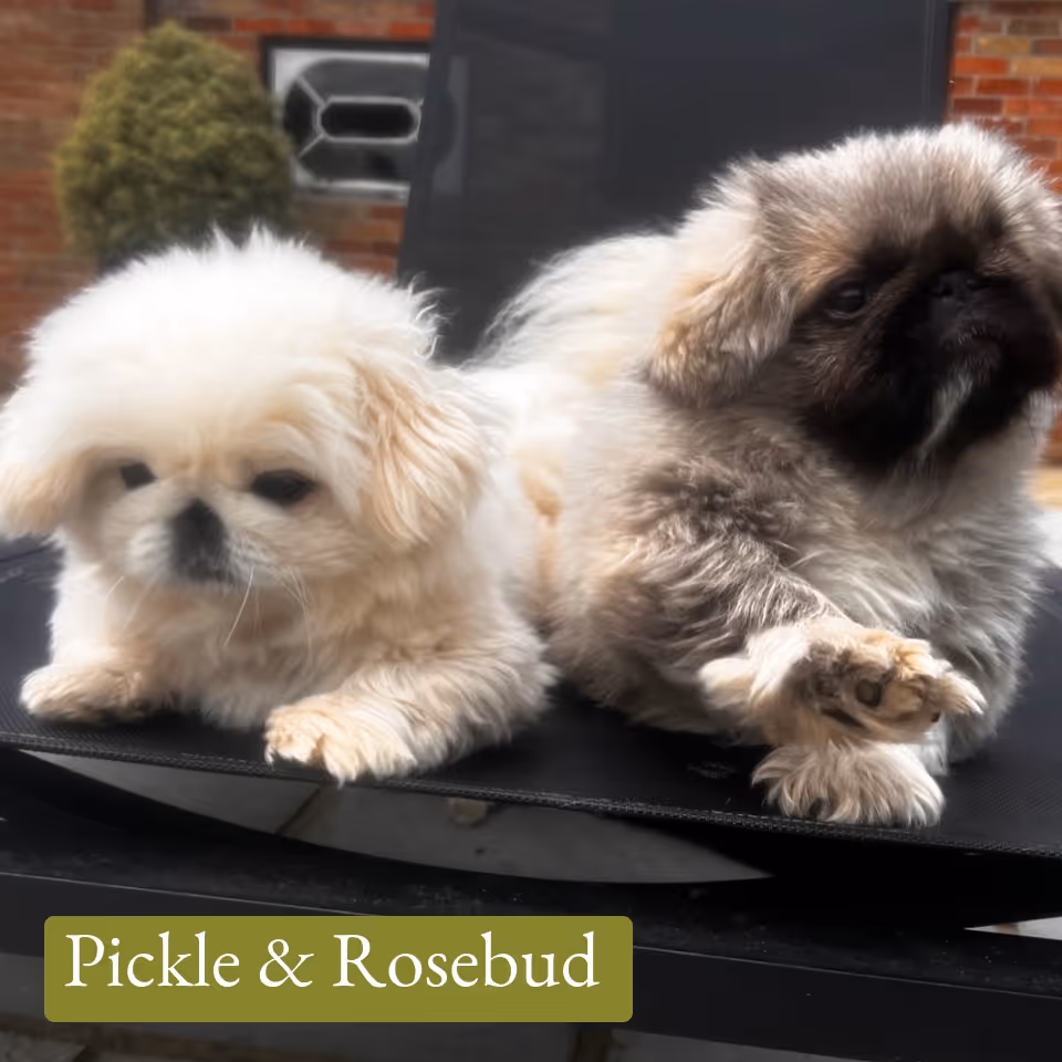 Two small fluffy puppies, one white and one light brown, lying together on a black outdoor chair.