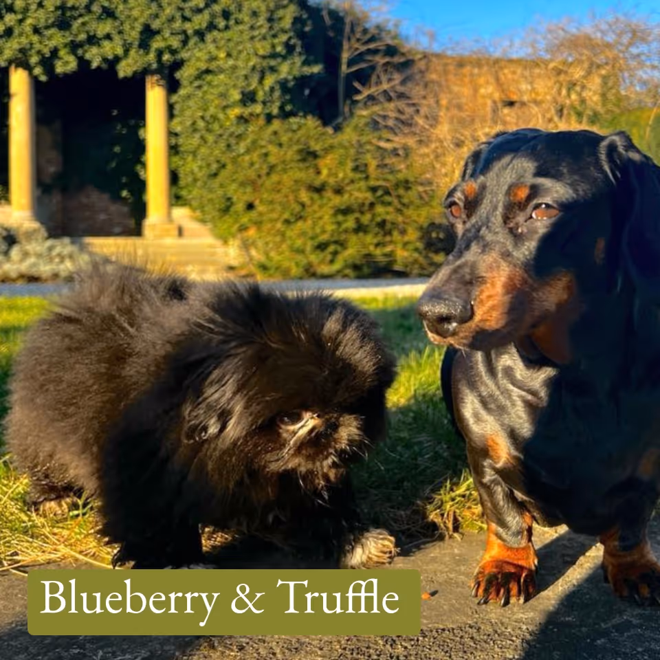 A fluffy black and white small dog beside a black and tan dachshund sitting on a paved area with green grass and shrubs in the background.