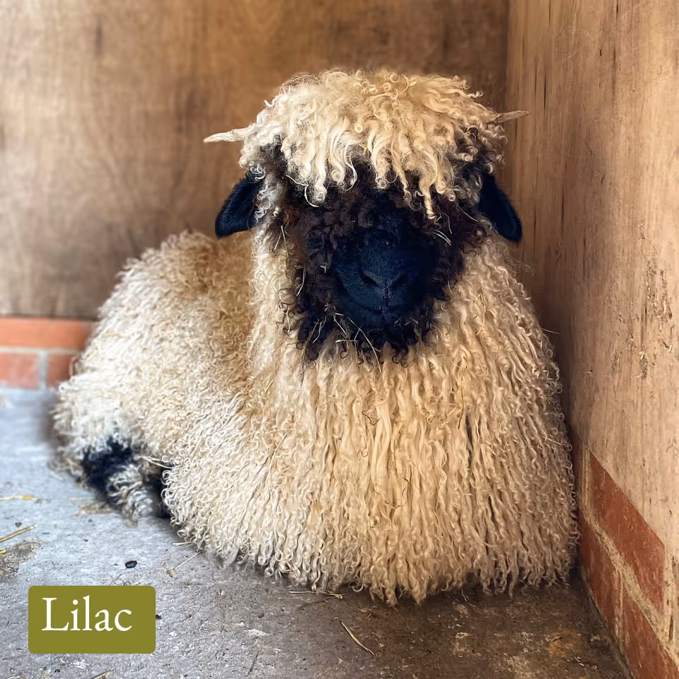 Black-faced Valais Blacknose sheep with curly wool resting in a wooden pen.