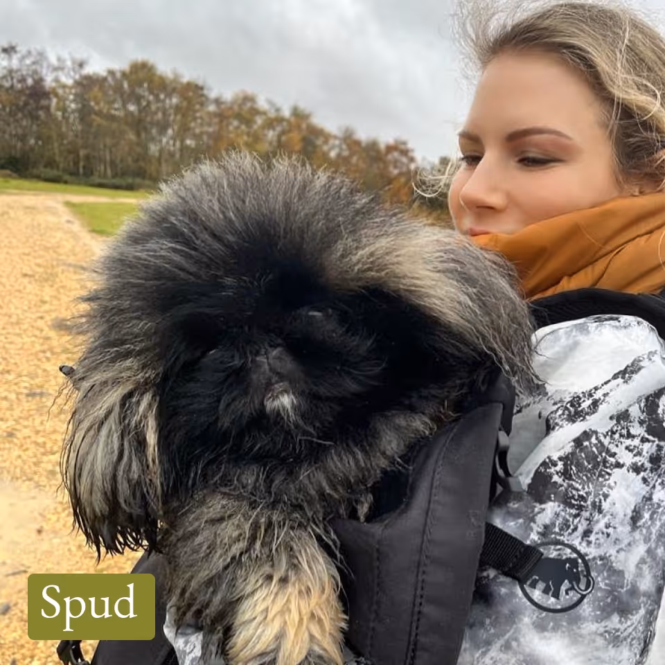 Woman outdoors holding a fluffy black and grey dog wearing a black harness with a mammoth logo.