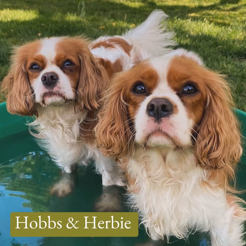 Two Cavalier King Charles Spaniels standing closely together in a green paddling pool on grass.
