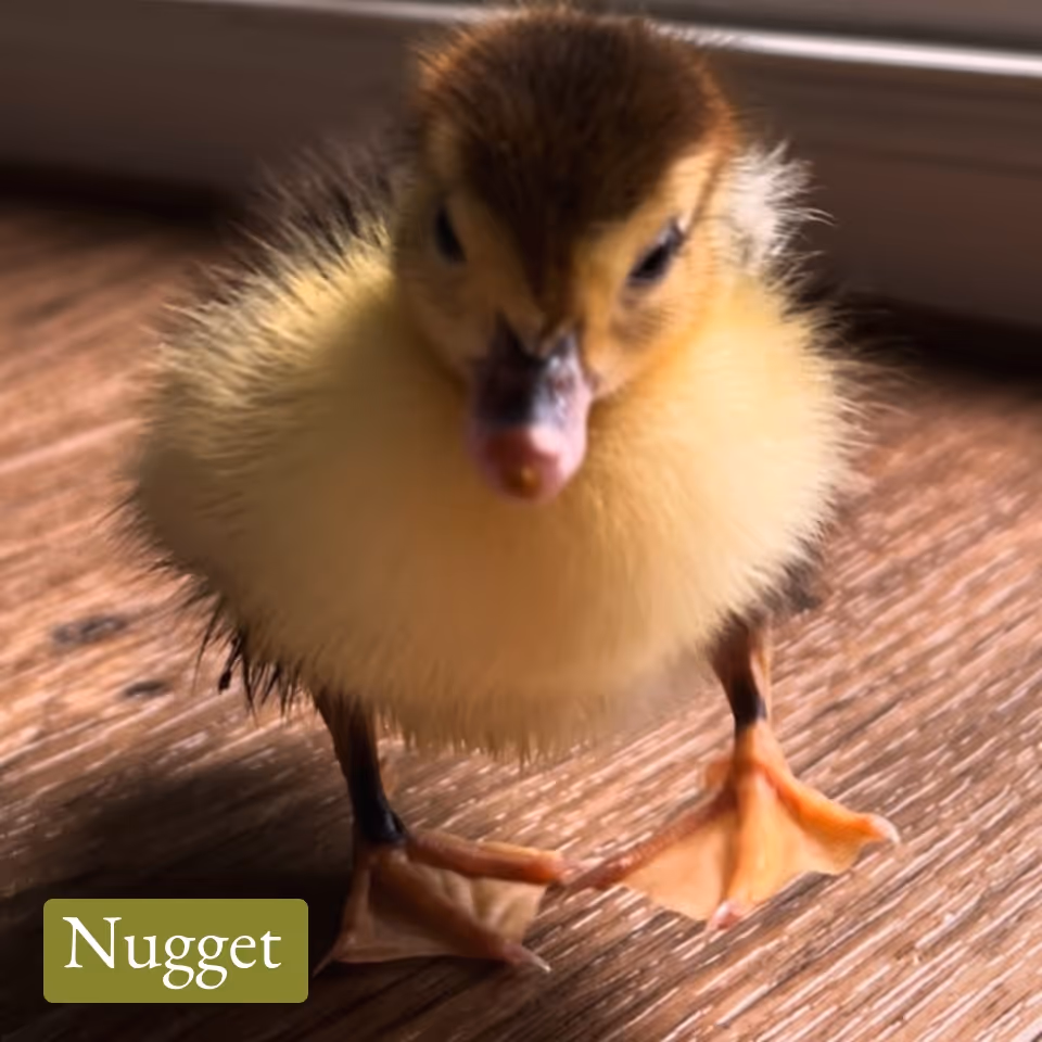 Fluffy yellow duckling with brown head standing on wooden floor.