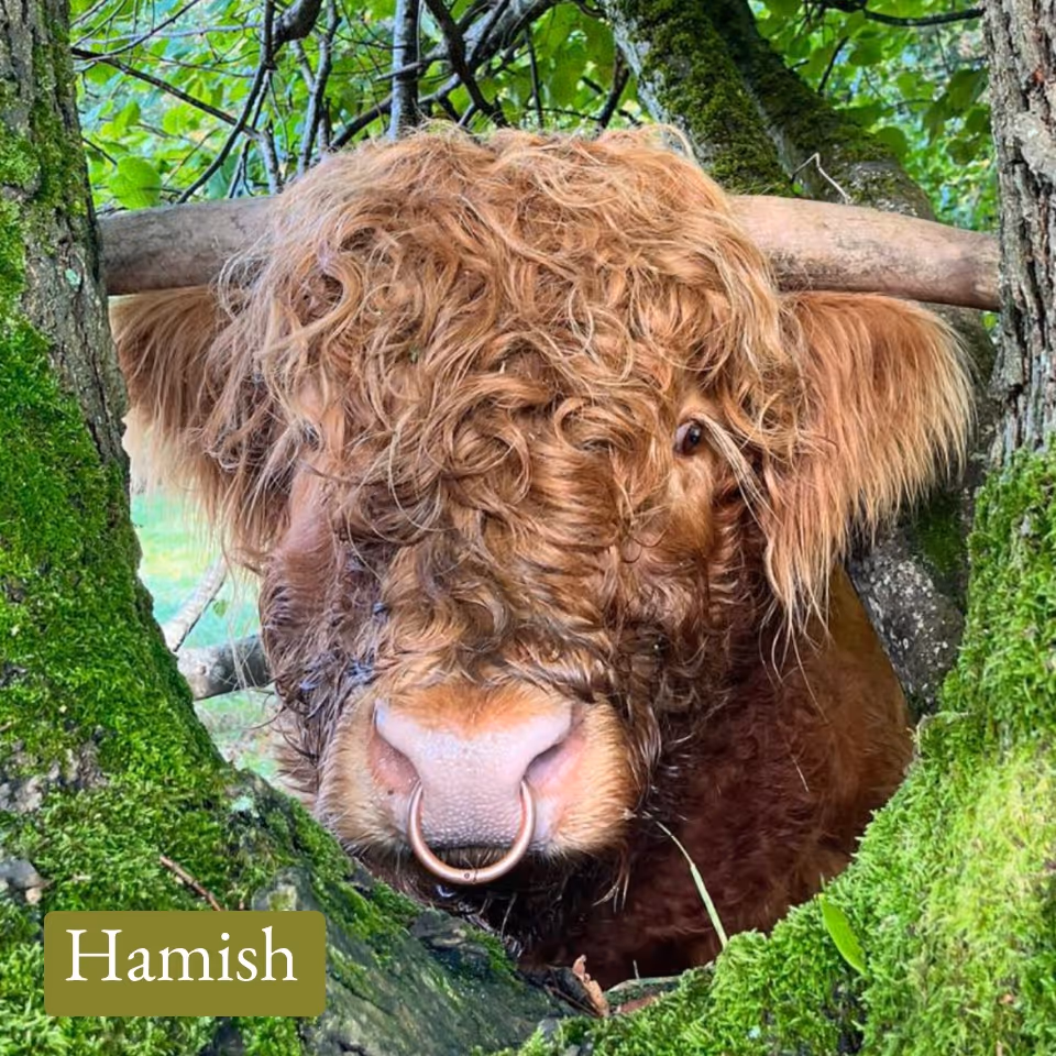 Close-up of a Highland cow with curly reddish-brown hair, a nose ring, and surrounded by mossy tree trunks.