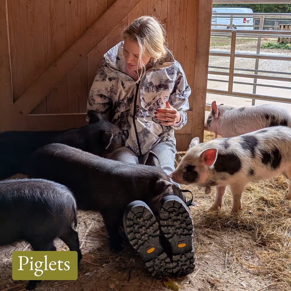 Woman sitting on hay inside a wooden barn surrounded by several small pigs, including black and spotted ones.