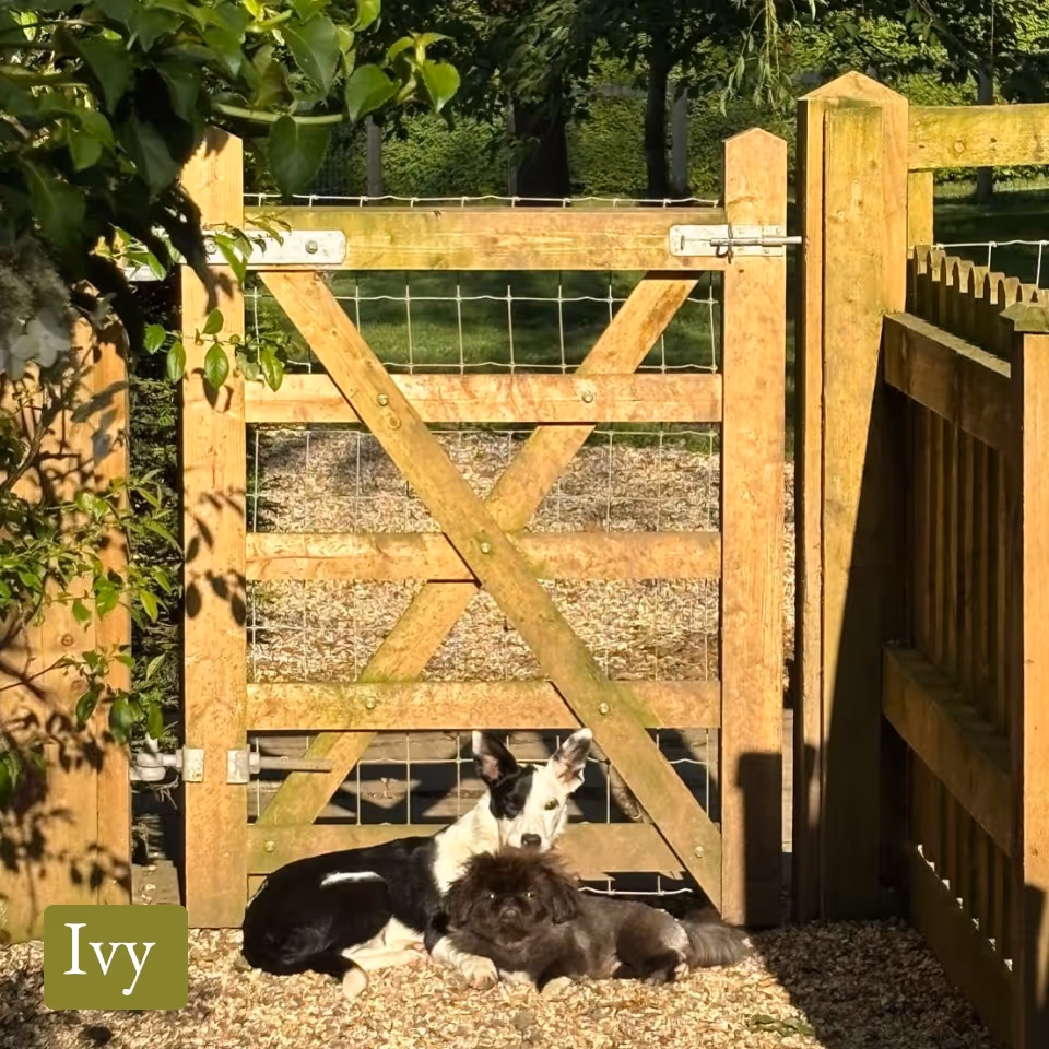 Two dogs resting together in front of a wooden garden gate on a gravel path, surrounded by greenery.