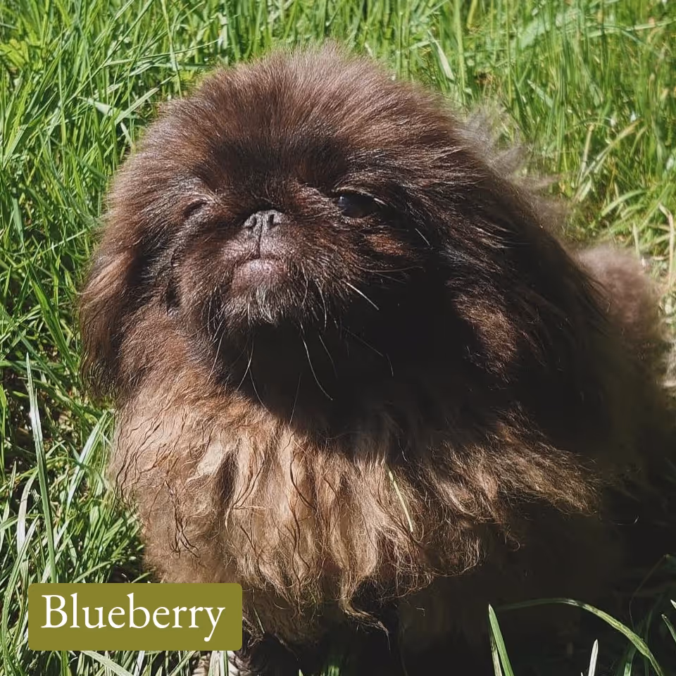Fluffy brown Pekingese dog sitting in tall green grass outdoors.