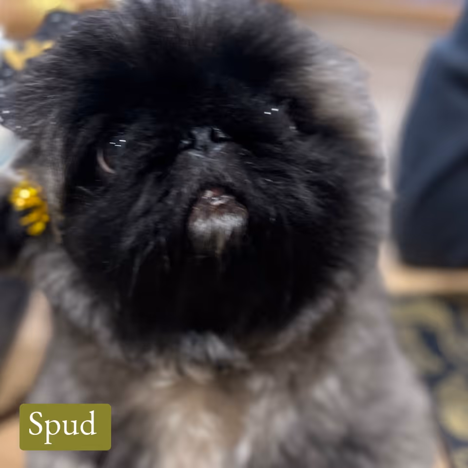 Close-up of a small dog with thick black and grey fur looking upwards.