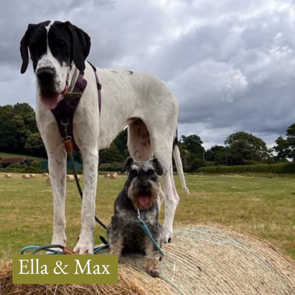 Two dogs, a large white and black Great Dane standing and a smaller grey Schnauzer sitting on a hay bale in a grassy field under a cloudy sky.