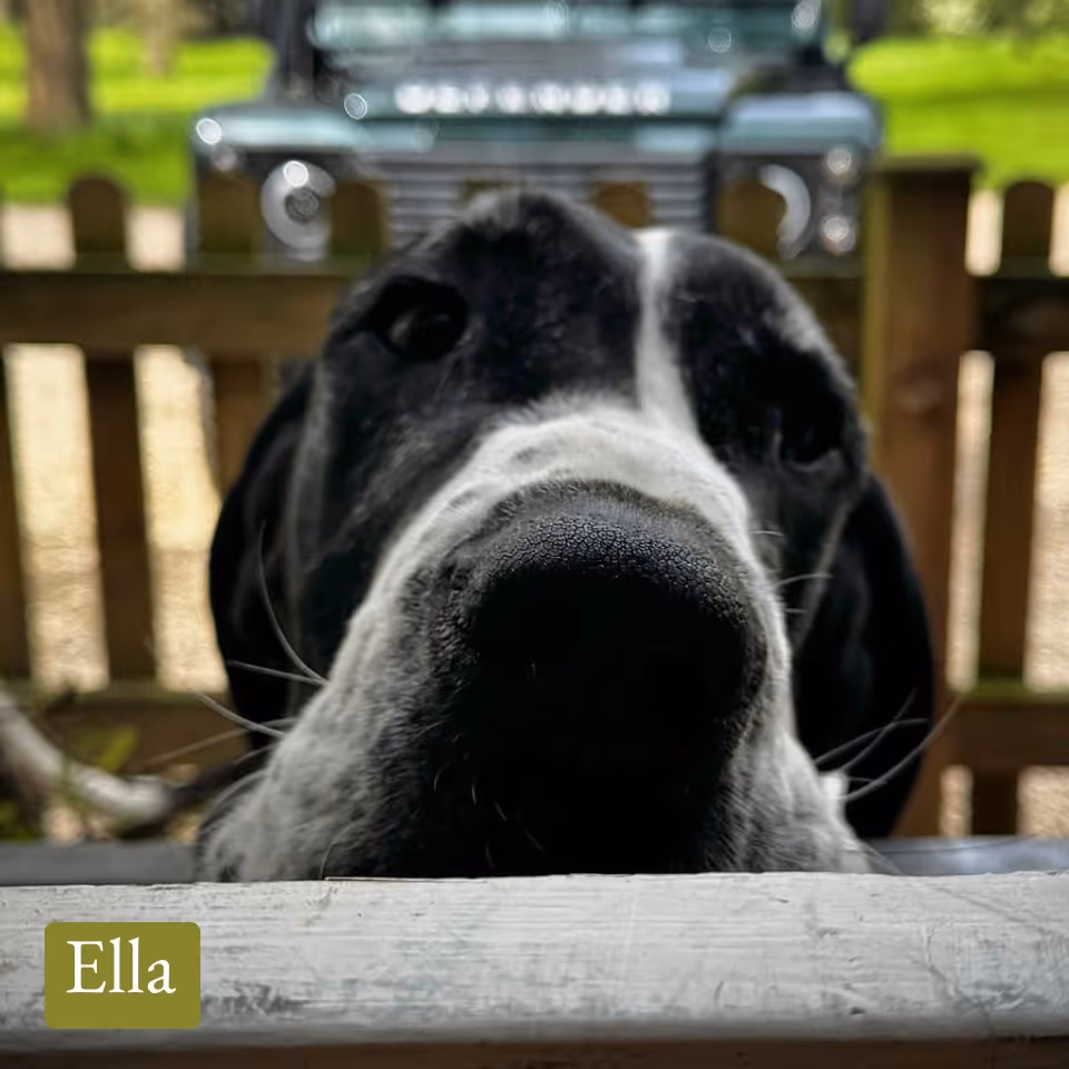 Close-up of a black and white dog resting its head on a fence with a blurred vehicle in the background.