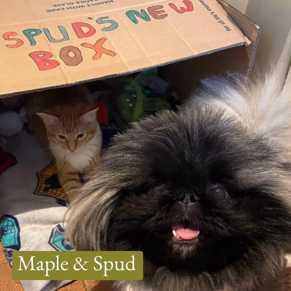 Small black fluffy dog with its tongue out sitting in front of a cardboard box labeled ‘Spud’s New Box’ where an orange tabby cat lies inside on a blanket.